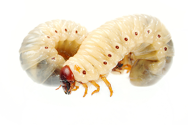 포토 JPG 해외이미지 동물 음식 곤충 학교 자연 낚시 사람없음 둥지 딱정벌레 애벌레 미끼 식민지 끈적임 해외포토 교육 레저 벌레 생태계 파일형식 이미지허브