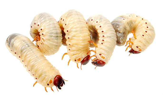 포토 JPG 해외이미지 동물 음식 곤충 학교 자연 낚시 사람없음 둥지 딱정벌레 애벌레 미끼 식민지 끈적임 해외포토 교육 레저 벌레 생태계 파일형식 이미지허브