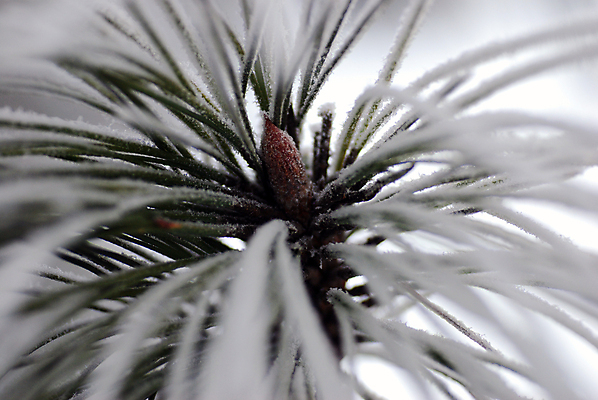 포토 JPG 해외이미지 나무 겨울 사람없음 초록색 흰색 침엽수 해외포토 식물 계절 컬러 파일형식 이미지허브