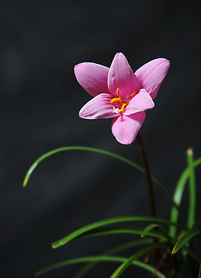 포토 JPG 해외이미지 식물 꽃잎 꽃 분홍색 꽃무늬 자연 사람없음 빨간색 새싹 봄 꽃술 닫기 즐거움 만족 냄새 꽃가루 해외포토 계절 감정 컬러 무늬 모션 가루 생태계 파일형식 이미지허브