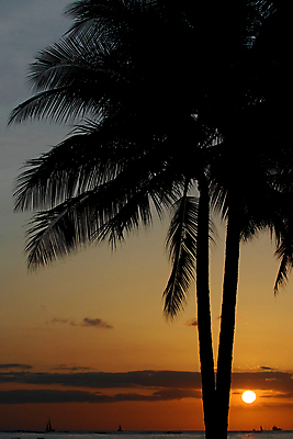 포토 JPG 해외이미지 나무 섬 여행 휴가 손바닥 사람없음 일몰 하와이 파라다이스 해외포토 식물 손 노을 미국 파일형식 이미지허브