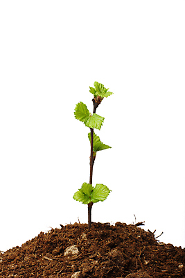 포토 JPG 해외이미지 나무 식물 잎 사람없음 초록색 희망 성장 먼지 묘목 해외포토 감정 컬러 파일형식 이미지허브