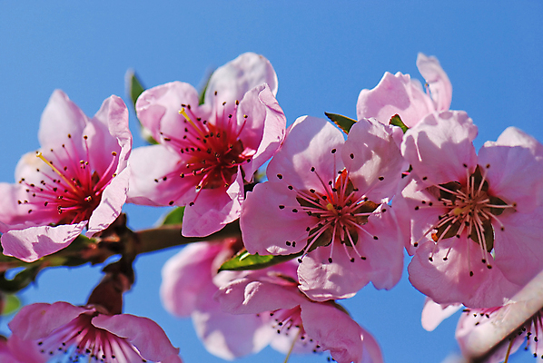 포토 JPG 해외이미지 주간 꽃 분홍색 근접촬영 사람없음 야외 벚꽃 해외포토 자연요소 식물 뷰포인트 컬러 파일형식 이미지허브
