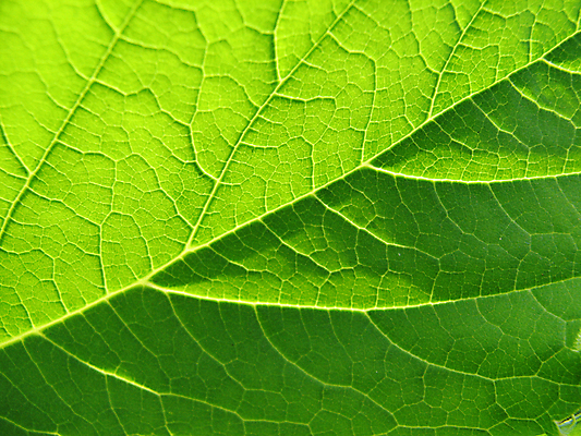 포토 JPG 해외이미지 식물 선 백그라운드 잎 패턴 자연 벽지 추상 건강 사람없음 초록색 햇빛 태양 환경 봄 신선 그물 칼날 묘사 유기농 생태계 질감 심플 시트 정맥 내추럴 광합성 생태학 그리너리 해외포토 자연요소 웰빙 계절 교육 컬러 무늬 혈관 파일형식 트랜드컬러 이미지허브