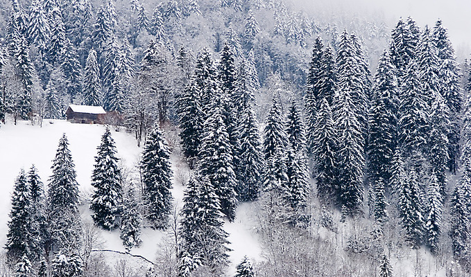 포토 JPG 해외이미지 나무 계절 겨울 자연 풍경 사람없음 목재 얼음 추위 스위스 알프스 장면 혼자 해외포토 자연요소 식물 유럽 재료 생태계 파일형식 이미지허브