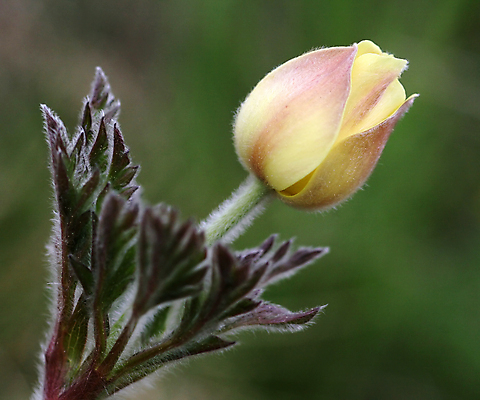포토 JPG 해외이미지 식물 계절 꽃잎 꽃 백그라운드 잎 꽃무늬 자연 사람없음 야외 초록색 여름 뷰티 노란색 환경 봄 벚꽃 흰색 전원 닫기 순수 묘사 내추럴 결백 생태학 아네모네 해외포토 교육 컬러 컨셉 무늬 모션 전기에너지 생태계 파일형식 이미지허브