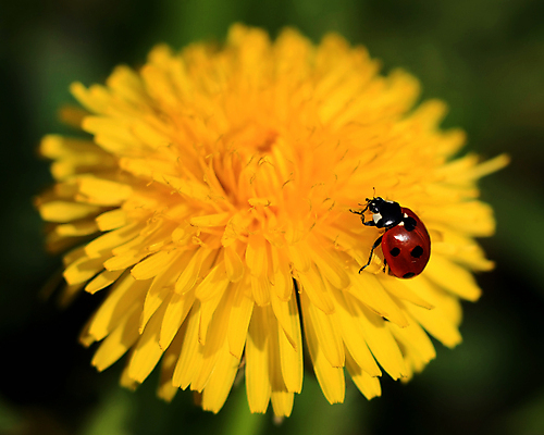 포토 JPG 해외이미지 식물 동물 꽃잎 꽃 곤충 백그라운드 꽃무늬 자연 안테나 사람없음 야외 빨간색 여름 파란색 뷰티 노란색 환경 정원 검은색 봄 벚꽃 흰색 점 개화 벌레 작음 민들레 딱정벌레 묘사 싱글 무당벌레 생태학 해외포토 계절 교육 컬러 무늬 통신 크기 생태계 파일형식 이미지허브