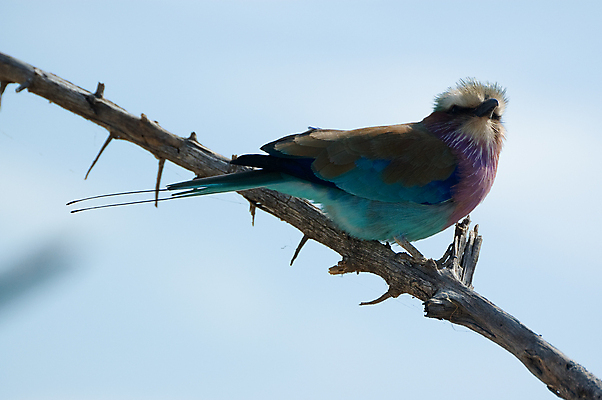 포토 JPG 해외이미지 나무 동물 야생동물 아프리카 조류 하늘 사람없음 파란색 컬러풀 뷰티 갈색 나뭇가지 사파리 깃털 꼬리 부리 롤러 라일락 보츠와나 터키석 해외포토 식물 꽃 나라 컬러 보석 파일형식 이미지허브