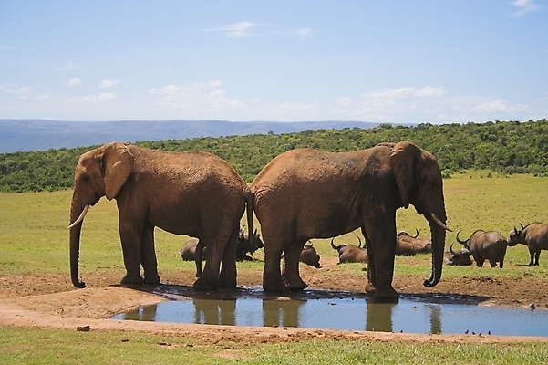 포토 JPG 해외이미지 식물 동물 야생동물 여행 신체 포유류 아프리카 자연 초식동물 코끼리 사람없음 물 반사 머리 힘 황무지 위험 큼 들소 사파리 꼬리 귀 부드러움 5 진흙 상아 멸종 거인 남아프리카 동물상 몬스터 원정 해외포토 자연요소 나라 컨셉 신체부위 조형물 숫자 감각 소 크기 생태계 파일형식 이미지허브