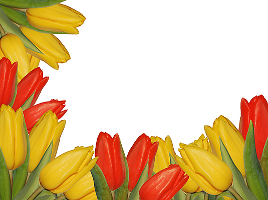 포토 JPG 해외이미지 식물 계절 꽃잎 꽃 줄기 백그라운드 꽃무늬 농업 전구 자연 프레임 사람없음 빨간색 초록색 뷰티 노란색 우주 정원 침묵 봄 활발 튤립 성장 벚꽃 시골 신선 양념 변화 원예 개성 조절 고립 정중 카피스페이스 국경 해외포토 산업 컬러 컨셉 무늬 취미 소리 공백 생태계 파일형식 이미지허브