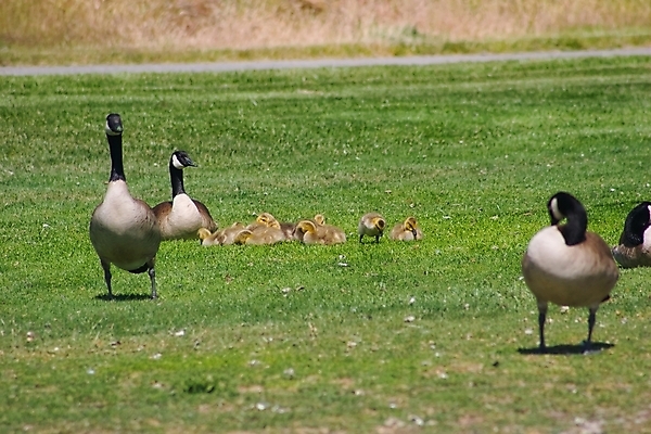 포토 JPG 해외이미지 동물 공원 호수 야생동물 캐나다 골프 요트 자연 조류 사람없음 미국 아기 윈드서핑 도시 보트 센터 나룻배 강의 카누 캘리포니아 카약 거위 대여 인공 페달 해외포토 공공시설 북아메리카 배_교통 사람 구기 수상스포츠 생태계 파일형식 이미지허브