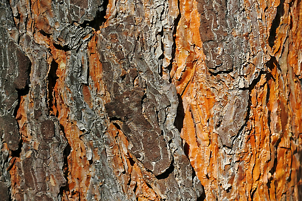 포토 JPG 해외이미지 나무 조각 백그라운드 패턴 표면 추상 프레임 창조 사람없음 목재 갈색 소나무 거친 숲 천 목수 질감 목공예 나무껍질 수목 옛날 해외포토 식물 직업 컬러 무늬 재료 껍질 직물 공예 파일형식 이미지허브