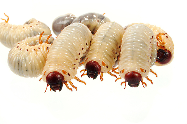 포토 JPG 해외이미지 동물 음식 곤충 학교 자연 낚시 사람없음 둥지 딱정벌레 애벌레 미끼 식민지 끈적임 해외포토 교육 레저 벌레 생태계 파일형식 이미지허브