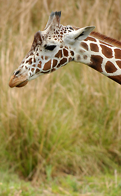 포토 JPG 해외이미지 동물 아프리카 사람없음 머리 기린 목 해외포토 나라 포유류 신체부위 파일형식 이미지허브