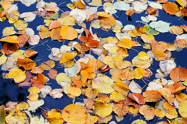 포토 JPG 해외이미지 나무 식물 계절 공원 백그라운드 단풍 잎 패턴 오렌지 자연 풍경 사람없음 야외 장식 빨간색 물 강 컬러풀 노란색 침묵 산책로 가을 연못 변화 황금 더위 숲 11월 관목 질감 순환 정맥 해외포토 자연요소 공공시설 길 컬러 컨셉 무늬 과일 모션 날씨 소리 날짜 생태계 혈관 파일형식 이미지허브