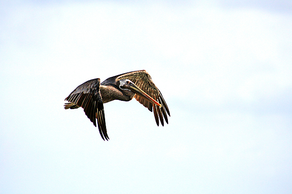 포토 JPG 해외이미지 동물 야생동물 자연 조류 하늘 사람없음 야외 옆모습 파란색 갈색 펠리컨 깃털 부리 해외포토 뷰포인트 컬러 생태계 파일형식 이미지허브