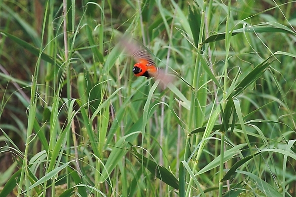 포토 JPG 해외이미지 동물 야생동물 패턴 모션 아프리카 자연 조류 사람없음 사파리 깃털 속도 부리 해외포토 나라 무늬 생태계 파일형식 이미지허브