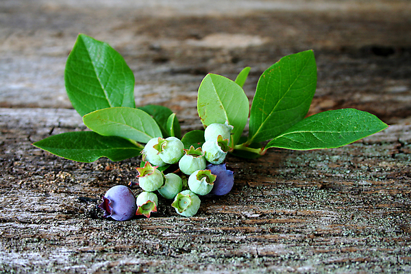포토 JPG 해외이미지 음식 잎 과일 재료 자연 건강 사람없음 초록색 파란색 나뭇가지 신선 변화 블루베리 숙성 해외포토 나무 식물 컬러 컨셉 생태계 파일형식 이미지허브