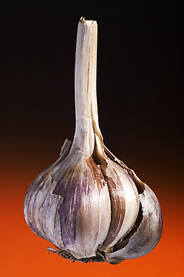 포토 JPG 해외이미지 꽃 음식 백그라운드 채소 재료 전구 자연 건강 마늘 요리 사람없음 주방 요리사 흰색 신선 양념 조미료 맛 먹기 허브 향신료 날것 냄새 아로마 불쾌함 악취 내추럴 흡혈귀 숙성 식용 세련 해외포토 식물 직업 감정 컬러 컨셉 모션 생태계 향미료 파일형식 이미지허브