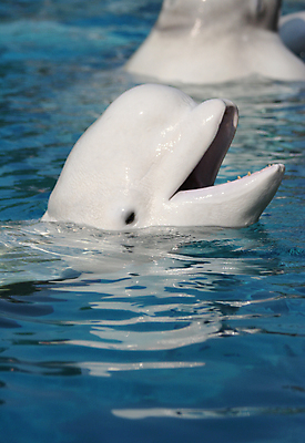 포토 JPG 해외이미지 동물 야생동물 포유류 자연 표면 미소 사람없음 수영 흰색 입 고래 수영선수 해외포토 컬러 운동선수 표정 신체부위 수중동물 수상스포츠 생태계 파일형식 이미지허브