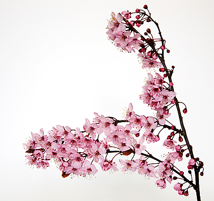 포토 JPG 해외이미지 나무 꽃 분홍색 자연 사람없음 봄 나뭇가지 체리 해외포토 식물 계절 컬러 과일 생태계 파일형식 이미지허브