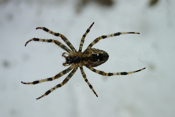 포토 JPG 해외이미지 곤충 사람없음 그물 샹들리에 거미 해외포토 동물 조명 파일형식 이미지허브