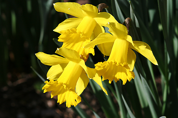 포토 JPG 해외이미지 식물 계절 공원 꽃잎 꽃 줄기 잎 꽃무늬 전구 자연 부활절 선물 사랑 사람없음 장식 초록색 노란색 정원 봄 성장 벚꽃 화려 그룹 닫기 심볼 원예 트럼펫 수선화 꿀 해외포토 공공시설 기념일 감정 컬러 컨셉 무늬 모션 취미 금관악기 생태계 파일형식 이미지허브