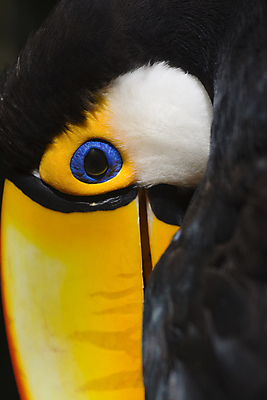 포토 JPG 해외이미지 동물 야생동물 신체 날개 오렌지 자연 조류 앉기 사람없음 컬러풀 노란색 머리 검은색 숲 열대우림 깃털 코 부리 목 브라질 계산서 이국적 해외포토 컬러 과일 모션 신체부위 남아메리카 생태계 파일형식 이미지허브