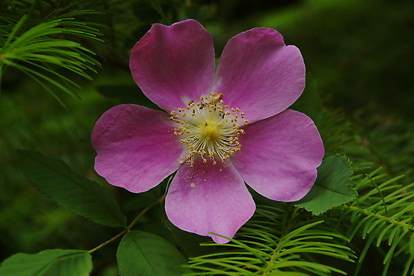 포토 JPG 해외이미지 식물 꽃 꽃무늬 사람없음 장미 개화 상록수 해외포토 무늬 파일형식 이미지허브