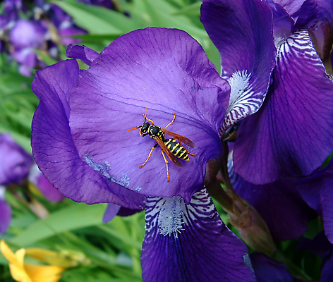 포토 JPG 해외이미지 식물 꽃 줄기 잎 날개 발 자연 사람없음 장식 초록색 여름 파란색 노란색 봄 재킷 흰색 원형 우아함 달콤 말벌 제비꽃 꽃가루 부드러움 붓꽃 꿀 찌르기 꽃수술 막자 복부 세련 해외포토 도형 계절 컬러 컨셉 모션 신체부위 외투 감각 맛 벌_곤충 가루 생태계 파일형식 이미지허브