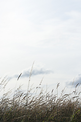 포토 JPG 해외이미지 식물 디자인 백그라운드 패턴 밭 자연 추상 사람없음 야외 장식 빛 시골 신선 내추럴 생태학 해외포토 교육 무늬 농업 생태계 파일형식 이미지허브