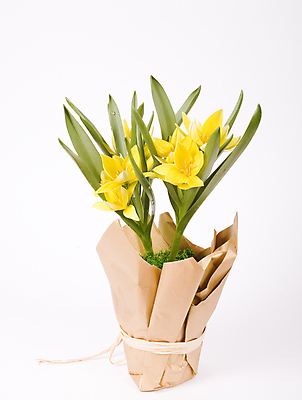 포토 JPG 해외이미지 화분 여러송이 실내 사람없음 노란색 튤립 해외포토 꽃 컬러 다수 내부 파일형식 이미지허브