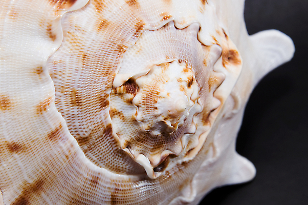 포토 JPG 해외이미지 바다 백그라운드 자연 연체동물 나선형 사람없음 껍질 흰색 원형 가장자리 소라 오브젝트 싱글 달팽이 해외포토 도형 컬러 무늬 어패류 무척추동물 둘레 생태계 파일형식 이미지허브