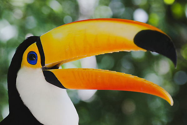 포토 JPG 해외이미지 동물 야생동물 신체 날개 오렌지 자연 조류 동물원 앉기 사람없음 컬러풀 노란색 머리 검은색 숲 열대우림 깃털 코 목 브라질 이국적 해외포토 컬러 과일 모션 신체부위 남아메리카 생태계 파일형식 이미지허브