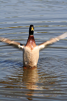 포토 JPG 해외이미지 동물 남자 자연 조류 생물 오리 사람없음 옆모습 물 뷰티 흰색 닫기 묘사 그림 부리 백조 거위 계산서 벙어리 해외포토 자연요소 뷰포인트 컬러 모션 사람 생태계 파일형식 이미지허브