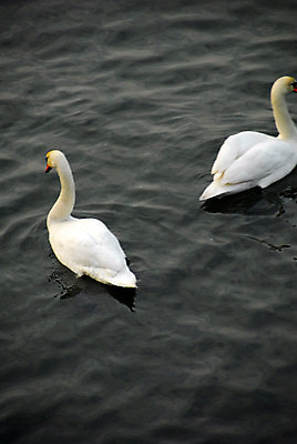 포토 JPG 해외이미지 커플 겨울 조류 사람없음 초록색 물 강 뷰티 모임 백조 폴란드 크라쿠프 많음 해외포토 자연요소 동물 계절 유럽 컬러 컨셉 관계 파일형식 이미지허브