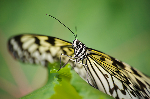 포토 JPG 해외이미지 식물 동물 꽃 꽃다발 나비 곤충 잎 밭 날개 자연 씨앗 초원 사람없음 가로 초록색 컬러풀 정원 봄 벚꽃 개화 벌레 유기농 원예 꿀 해외포토 웰빙 계절 컬러 농업 취미 생태계 파일형식 이미지허브