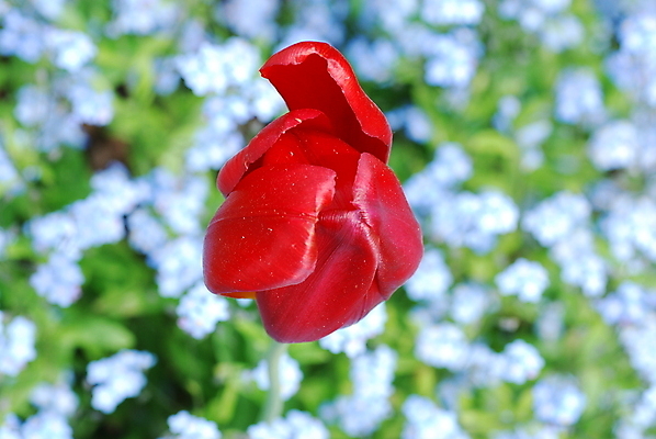 포토 JPG 해외이미지 꽃 사람없음 빨간색 초록색 파란색 튤립 해외포토 식물 컬러 파일형식 이미지허브