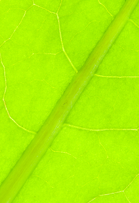 포토 JPG 해외이미지 식물 잎 자연 사람없음 초록색 칼날 민들레 묘사 해외포토 꽃 컬러 생태계 파일형식 이미지허브