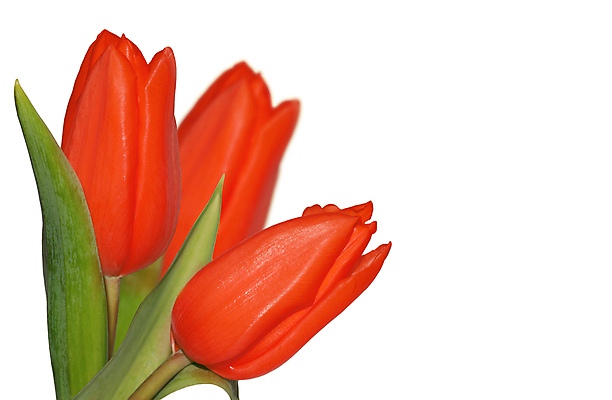 포토 JPG 해외이미지 식물 계절 꽃잎 꽃 줄기 꽃무늬 농업 전구 자연 프레임 사람없음 빨간색 초록색 뷰티 우주 정원 침묵 봄 활발 튤립 성장 벚꽃 시골 신선 양념 변화 원예 개성 조절 고립 정중 카피스페이스 국경 해외포토 산업 컬러 컨셉 무늬 취미 소리 공백 생태계 파일형식 이미지허브