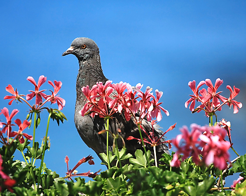 포토 JPG 해외이미지 식물 동물 꽃 잎 조류 하늘 사람없음 야외 빨간색 파란색 회색 심볼 비둘기 해외포토 컬러 파일형식 이미지허브