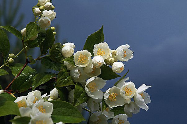 포토 JPG 해외이미지 구름 꽃잎 꽃 사람없음 장식 여름 노란색 젖음 흰색 물방울 나뭇가지 달콤 냄새 아로마 덩어리 해외포토 자연요소 나무 식물 계절 컬러 맛 파일형식 이미지허브