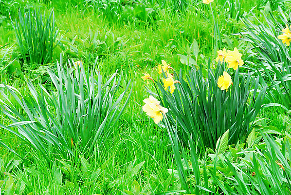 포토 JPG 해외이미지 꽃 사람없음 초록색 햇빛 정원 봄 4월 런던 수선화 해외포토 식물 계절 컬러 영국 태양 날짜 파일형식 이미지허브