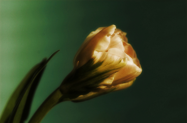 포토 JPG 해외이미지 한송이 실내 근접촬영 사람없음 초록색 튤립 해외포토 1 꽃 뷰포인트 컬러 내부 송이 파일형식 이미지허브