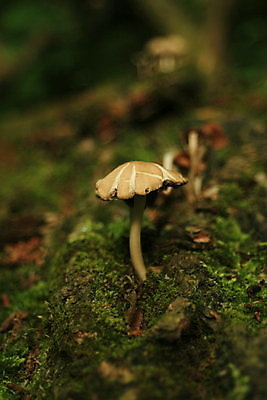 포토 JPG 해외이미지 나무 식물 채소 자연 이끼 사람없음 야외 초록색 버섯 숲 곰팡이 그리너리 해외포토 컬러 생태계 파일형식 트랜드컬러 이미지허브