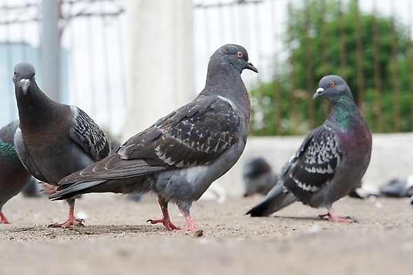 포토 JPG 해외이미지 동물 공원 종교 신체 날개 발 자연 조류 천사 사랑 앉기 사람없음 파란색 뷰티 평화 검은색 침묵 회색 자유 영혼 은색 가득함 심볼 순수 깃털 비둘기 부리 천국 역할 진짜 콘크리트 해외포토 공공시설 감정 컬러 컨셉 모션 신체부위 소리 생태계 파일형식 이미지허브