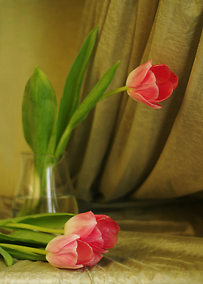 포토 JPG 해외이미지 실내 사람없음 튤립 세송이 해외포토 꽃 3 내부 파일형식 이미지허브