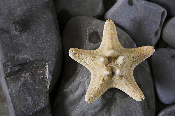 포토 JPG 해외이미지 모양 동물 별 바다 여행 백그라운드 조개 불가사리 생물 건조 어류 사람없음 장식 여름 수중 닫기 배열 심볼 묘사 생물학 정리 강조 해외포토 자연요소 계절 교육 모션 어패류 극피동물 수중동물 파일형식 이미지허브