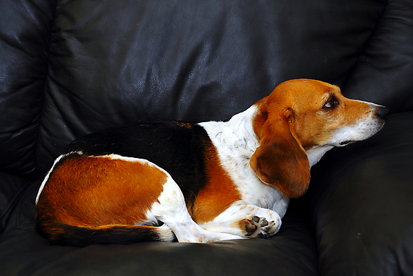 포토 JPG 해외이미지 동물 응시 가구 의자 포유류 휴식 친절 앉기 사람없음 빨간색 소파 갈색 노란색 머리 검은색 기차 흰색 침대 아기 잠 휴게실 개 강아지 모피 테리어 향기 귀 비글 송곳니 기르기 동반자 헐렁 해외포토 시선 육상교통 컬러 생활용품 컨셉 모션 대중교통 사람 신체부위 반려동물 치아 냄새 돌봄 파일형식 이미지허브