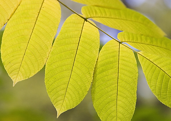 포토 JPG 해외이미지 나무 식물 계절 공원 백그라운드 잎 패턴 밭 자연 하늘 추상 풍경 초원 사람없음 야외 빨간색 초록색 물 여름 파란색 햇빛 태양 노란색 환경 가을 나뭇가지 시골 황금 숲 땅 장면 10월 강렬 멀티 해외포토 자연요소 공공시설 컬러 무늬 농업 날짜 생태계 파일형식 이미지허브